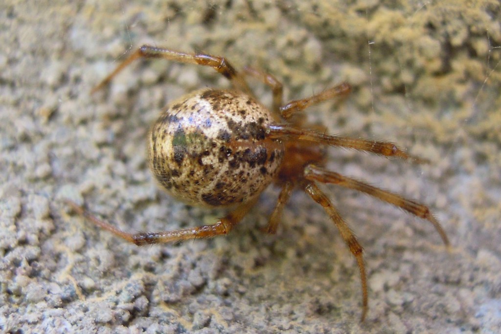 Parasteatoda tepidariorum - Brescia (BS)